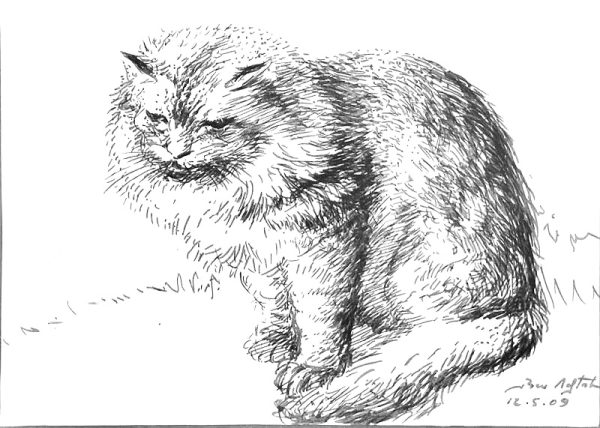Mohamed Ben Meftah - Le chat de race turck 2009